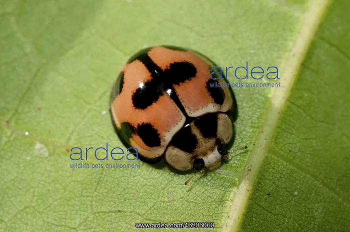 : 80188571 Harlequin Ladybird - on leaf (becoming : 80188571 Harlequin Ladybird - on leaf (becoming