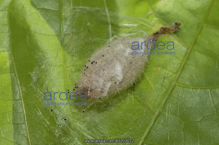 : 80188572 Caterpillar - in cocoon of silk threads : 80188572 Caterpillar - in cocoon of silk threads