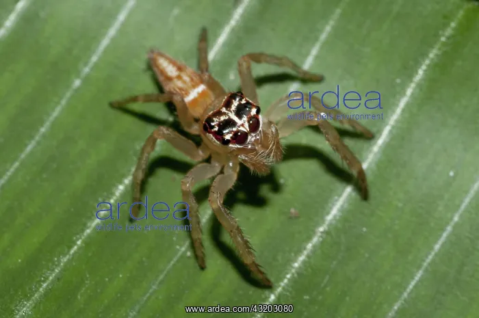  : 80188573 Jumping Spider - female on leaf Klungkung