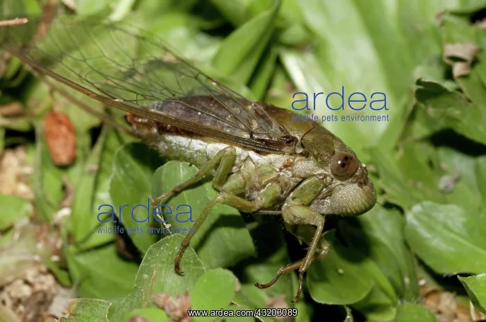 : 80188574 Cicada - in grass Klungkung, Bali, Indonesia : 80188574 Cicada - in grass Klungkung, Bali, Indonesia