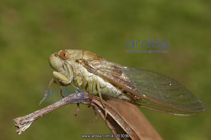 : 80188575 Cicada - on leaf Klungkung, Bali, Indonesia : 80188575 Cicada - on leaf Klungkung, Bali, Indonesia