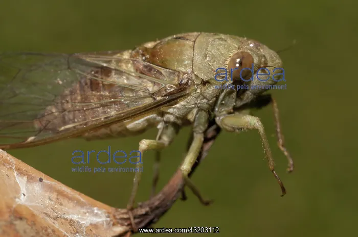 : 80188576 Cicada - on leaf Klungkung, Bali, Indonesia : 80188576 Cicada - on leaf Klungkung, Bali, Indonesia