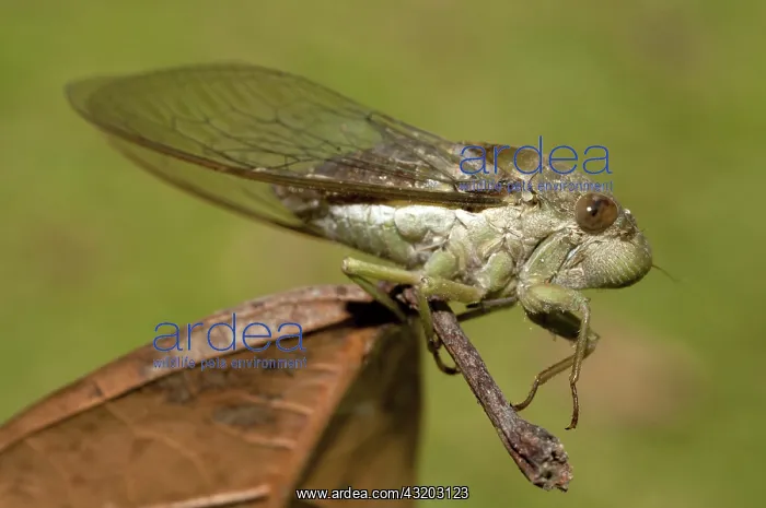 : 80188577 Cicada - on leaf Klungkung, Bali, Indonesia : 80188577 Cicada - on leaf Klungkung, Bali, Indonesia