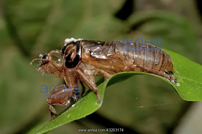 : 80188581 Cicada - moulted exoskeleton (exuviae) : 80188581 Cicada - moulted exoskeleton (exuviae)