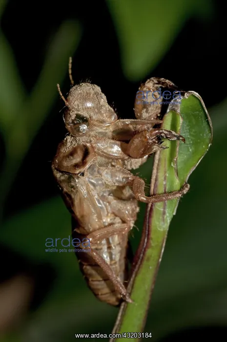 : 80188582 Cicada - moulted exoskeleton (exuviae) : 80188582 Cicada - moulted exoskeleton (exuviae)