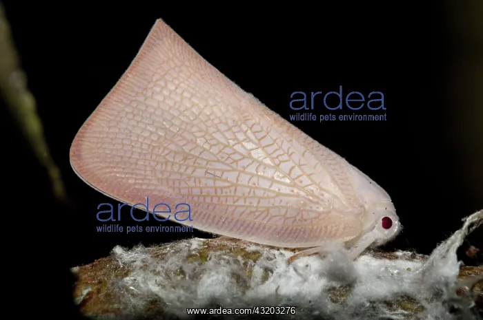 : 80188591 Planthopper - camouflaged on plant Klungkung : 80188591 Planthopper - camouflaged on plant Klungkung
