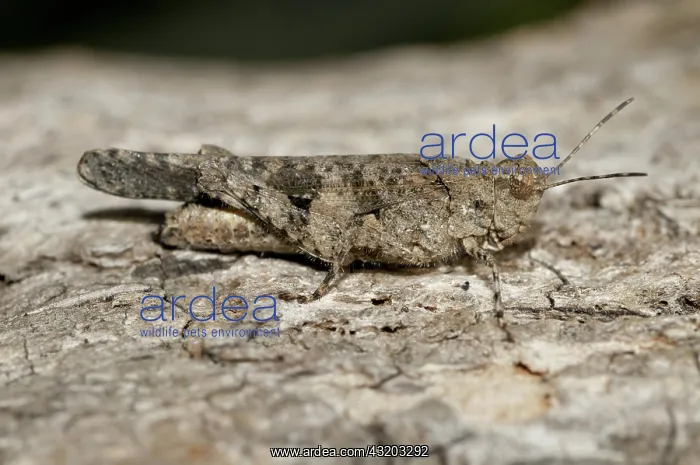  : 80188593 Grasshopper Klungkung, Bali, Indonesia