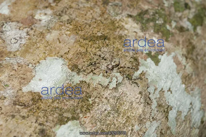 : 80188596 Jumping Spider - camouflaged on tree bark : 80188596 Jumping Spider - camouflaged on tree bark