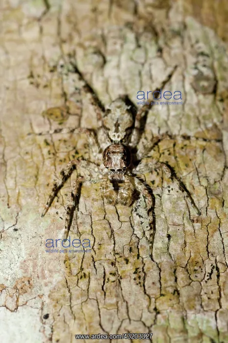 : 80188597 Jumping Spider - camouflaged on tree bark : 80188597 Jumping Spider - camouflaged on tree bark