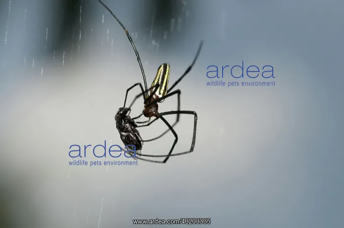 : 80188598 Golden Weaver Spider - with Fly (Diptera : 80188598 Golden Weaver Spider - with Fly (Diptera