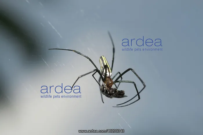 : 80188599 Golden Weaver Spider - with Fly (Diptera : 80188599 Golden Weaver Spider - with Fly (Diptera