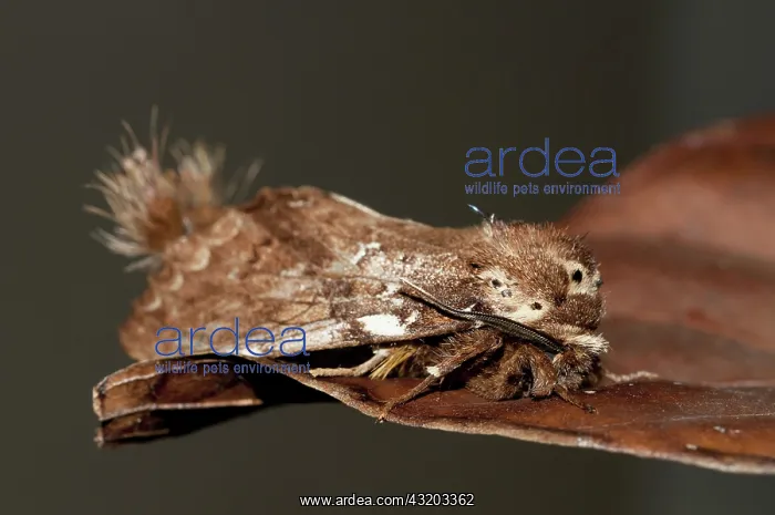 : 80188601 Prominent Moth - with unusual tufts Klungkung : 80188601 Prominent Moth - with unusual tufts Klungkung
