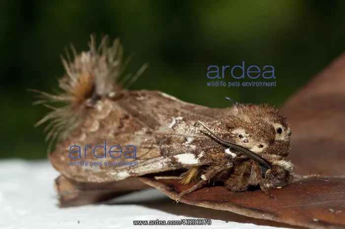 : 80188602 Prominent Moth - with unusual tufts Klungkung : 80188602 Prominent Moth - with unusual tufts Klungkung