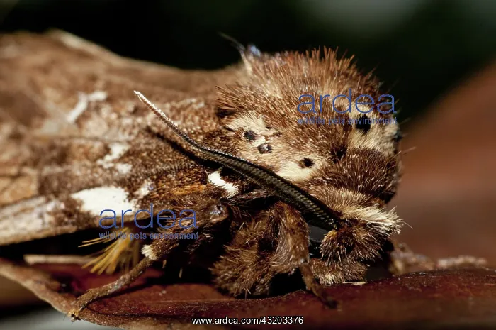 : 80188603 Prominent Moth - with unusual tufts Klungkung : 80188603 Prominent Moth - with unusual tufts Klungkung