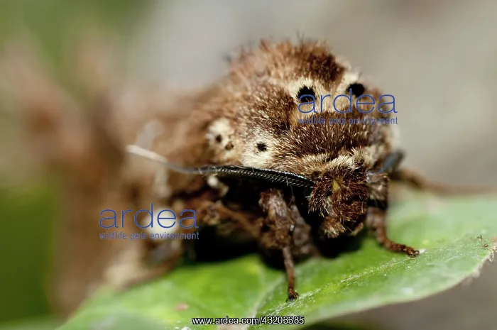 : 80188604 Prominent Moth - with unusual tufts Klungkung : 80188604 Prominent Moth - with unusual tufts Klungkung