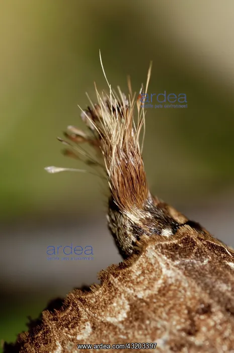 : 80188605 Prominent Moth - unusual tufts Klungkung : 80188605 Prominent Moth - unusual tufts Klungkung