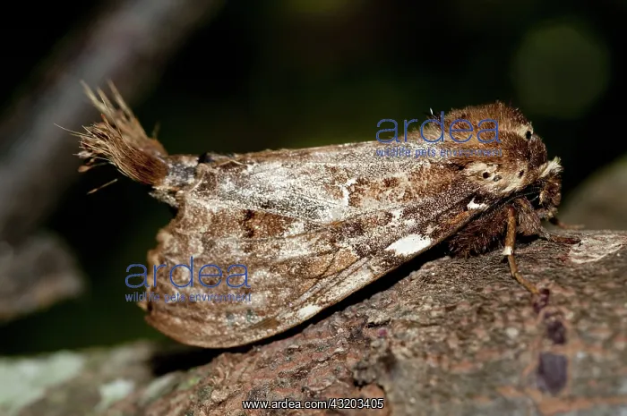 : 80188606 Prominent Moth - with unusual tufts Klungkung : 80188606 Prominent Moth - with unusual tufts Klungkung