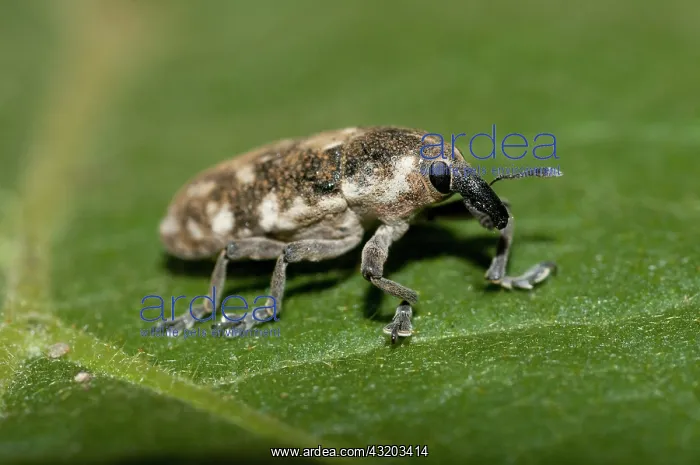 : 80188607 Weevil - on leaf Klungkung, Bali, Indonesia : 80188607 Weevil - on leaf Klungkung, Bali, Indonesia
