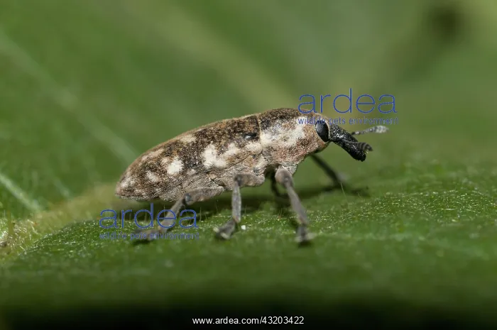 : 80188608 Weevil - on leaf Klungkung, Bali, Indonesia : 80188608 Weevil - on leaf Klungkung, Bali, Indonesia