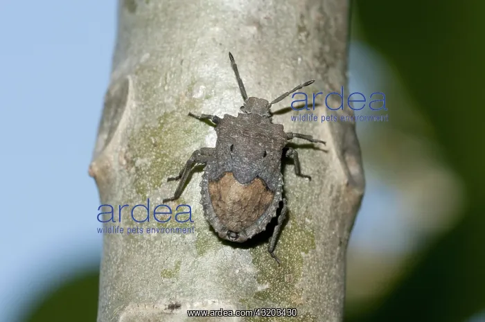 : 80188609 Stink Bug - on tree trunk Klungkung, Bali : 80188609 Stink Bug - on tree trunk Klungkung, Bali