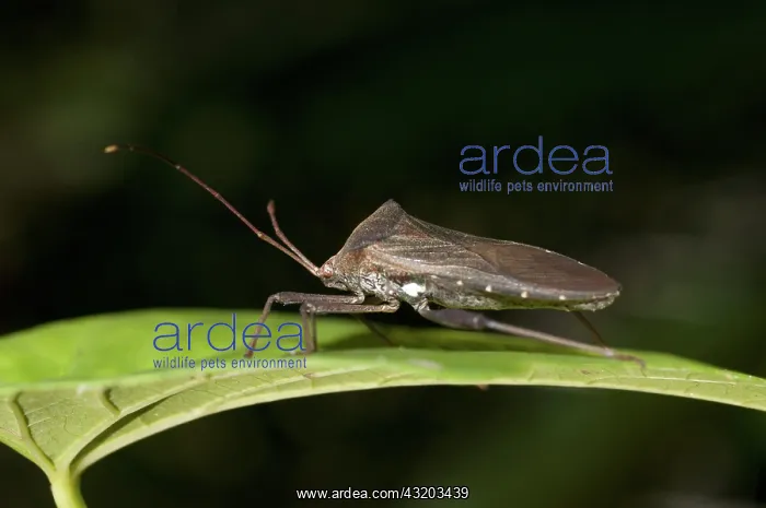 : 80188610 Leaf-footed Bug - on leaf Klungkung, Bali : 80188610 Leaf-footed Bug - on leaf Klungkung, Bali