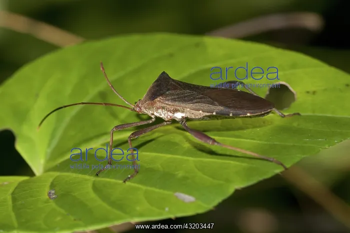 : 80188611 Leaf-footed Bug - on leaf Klungkung, Bali : 80188611 Leaf-footed Bug - on leaf Klungkung, Bali