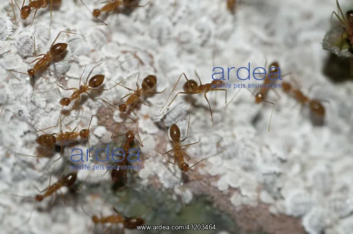 : 80188614 Black Ants - guarding white Mealybugs : 80188614 Black Ants - guarding white Mealybugs