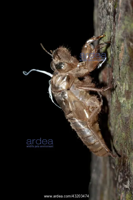 : 80188615 Cicada - moulted exoskeleton (exuviae) : 80188615 Cicada - moulted exoskeleton (exuviae)