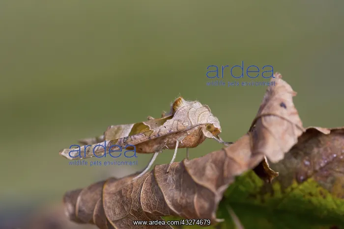 : 80188617 Angle Shades Moth - on leaf Cornwall, UK : 80188617 Angle Shades Moth - on leaf Cornwall, UK
