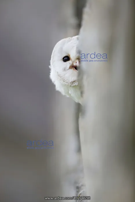 : 80188620 Barn Owl - peeping out by tree Wales, UK : 80188620 Barn Owl - peeping out by tree Wales, UK