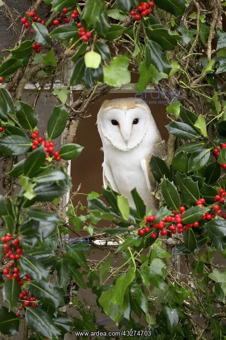 : 80188621 Barn Owl - at window with Holly Cornwall : 80188621 Barn Owl - at window with Holly Cornwall