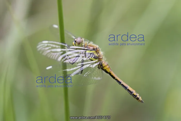 : 80188625 Black Darter Dragonfly - immature male : 80188625 Black Darter Dragonfly - immature male