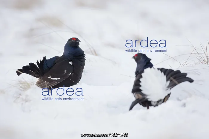 : 80188626 Black Grouse - males lekking in snow Scotland : 80188626 Black Grouse - males lekking in snow Scotland