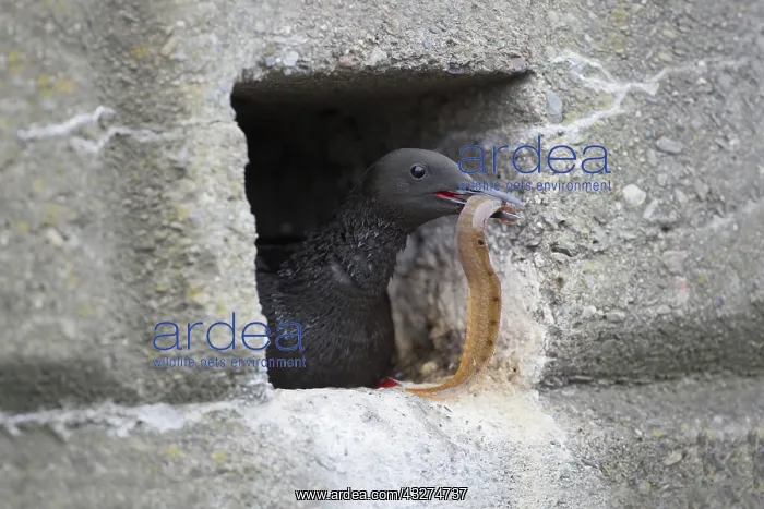 : 80188627 Black Guillemot - with fish prey at nest : 80188627 Black Guillemot - with fish prey at nest
