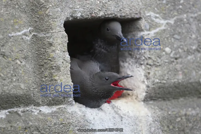 : 80188628 Black Guillemots - at nest in harbour wall : 80188628 Black Guillemots - at nest in harbour wall