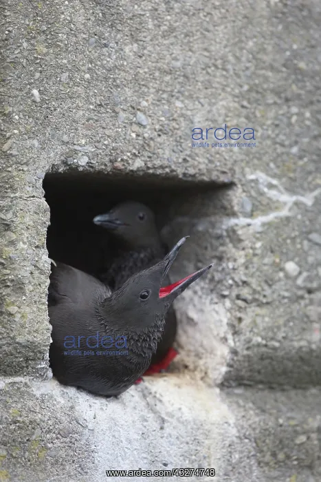 : 80188629 Black Guillemot - pair at nest in harbour : 80188629 Black Guillemot - pair at nest in harbour