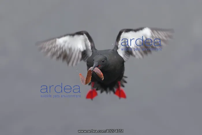 : 80188630 Black Guillemot - in flight carrying Butterfish : 80188630 Black Guillemot - in flight carrying Butterfish