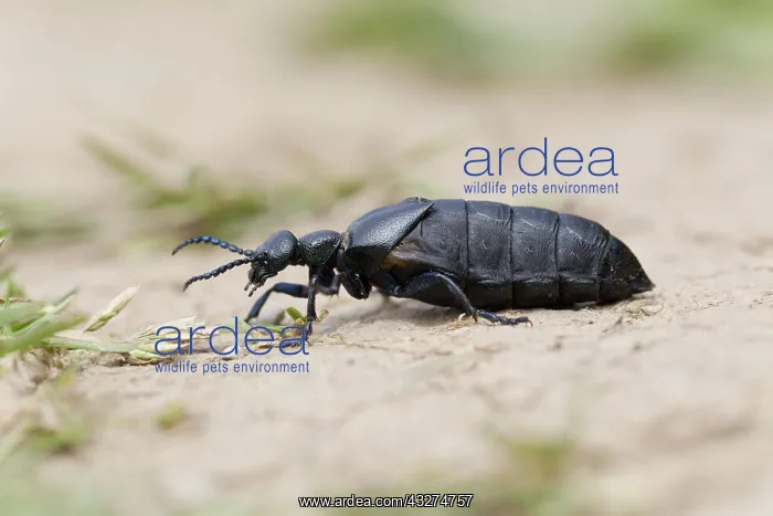 : 80188631 Black Oil Beetle Cornwall, UK Meloe proscarabaeus : 80188631 Black Oil Beetle Cornwall, UK Meloe proscarabaeus