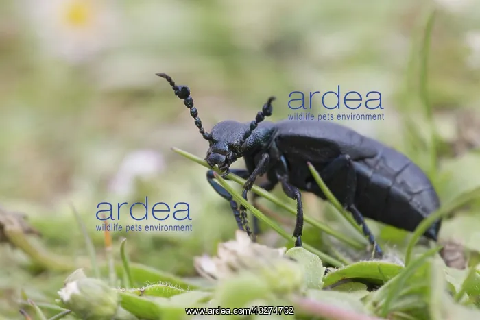 : 80188632 Black Oil Beetle Cornwall, UK Meloe proscarabaeus : 80188632 Black Oil Beetle Cornwall, UK Meloe proscarabaeus