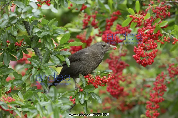 : 80188633 Blackbird - female eating Pyracantha berries : 80188633 Blackbird - female eating Pyracantha berries