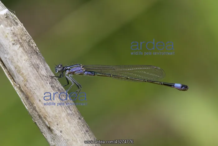 : 80188634 Blue Tailed Damselfly - immature female : 80188634 Blue Tailed Damselfly - immature female