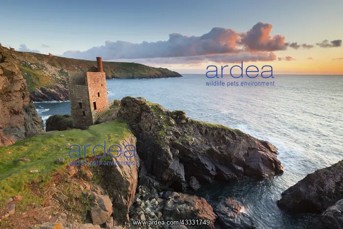 : 80188639 Seascape - Engine House at Sunset Botallack : 80188639 Seascape - Engine House at Sunset Botallack