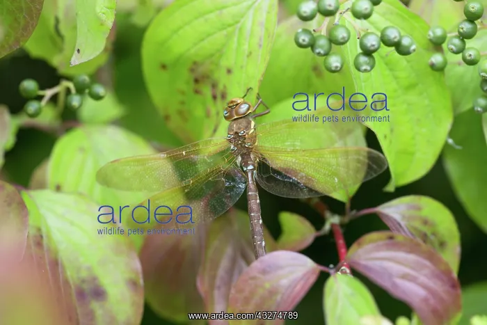 : 80188645 Brown Hawker Dragonfly - male Cornwall : 80188645 Brown Hawker Dragonfly - male Cornwall