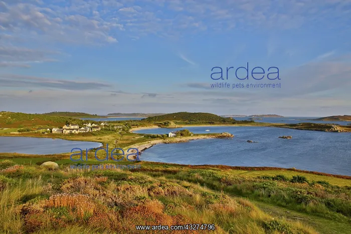 : 80188646 Bryher - Looking To Great Pool Isles of : 80188646 Bryher - Looking To Great Pool Isles of