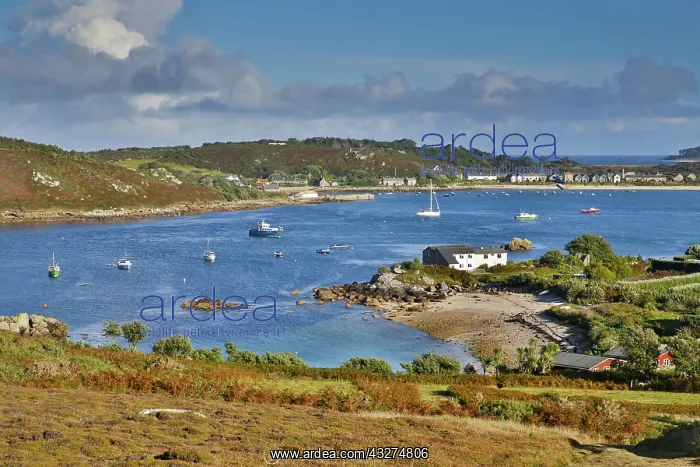 : 80188647 Bryher - Looking to Tresco Isles of Scilly : 80188647 Bryher - Looking to Tresco Isles of Scilly