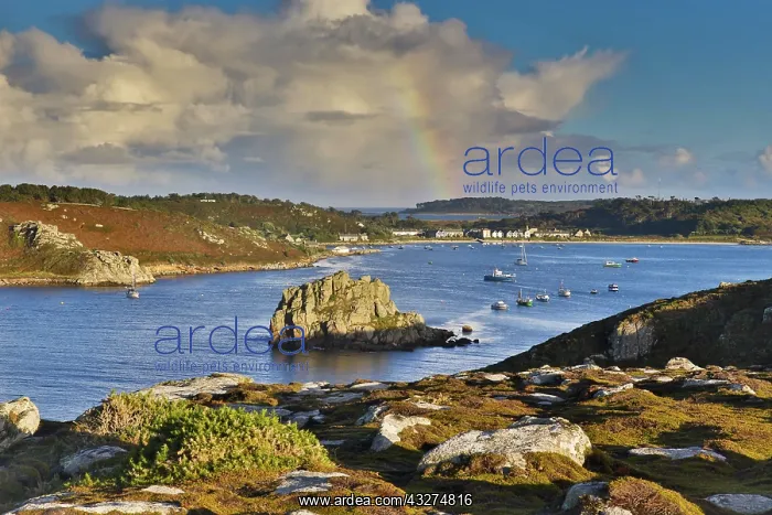 : 80188648 Bryher - Looking to Tresco Isles of Scilly : 80188648 Bryher - Looking to Tresco Isles of Scilly