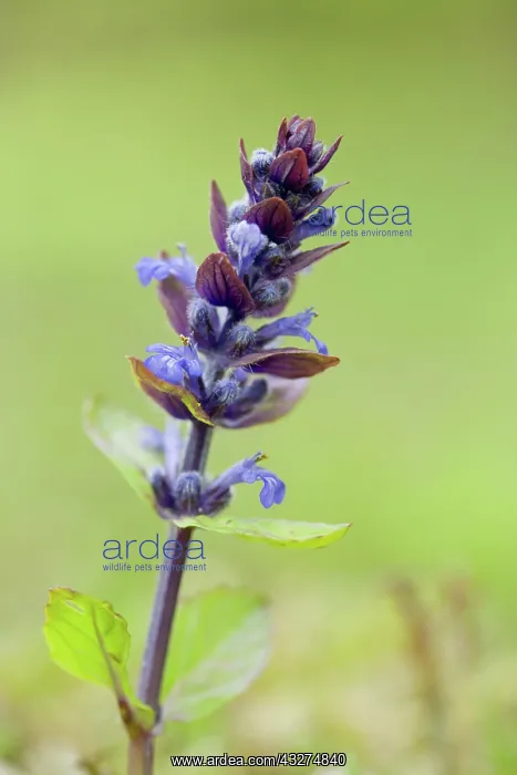 : 80188650 Bugle Flower Cornwall, UK Ajuga reptans : 80188650 Bugle Flower Cornwall, UK Ajuga reptans