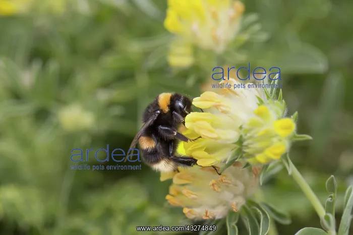  : 80188651 Bumble Bee Cornwall, UK Bombus terrestris