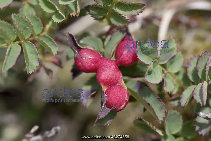 : 80188652 Burnet Rose with Gall Cornwall, UK Diplolepis : 80188652 Burnet Rose with Gall Cornwall, UK Diplolepis