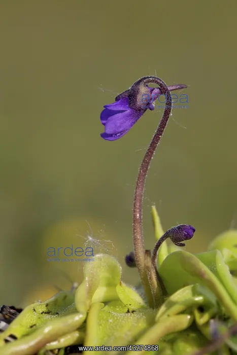 : 80188653 Butterwort Flower Anglesey, Wales, UK Pinguicula : 80188653 Butterwort Flower Anglesey, Wales, UK Pinguicula